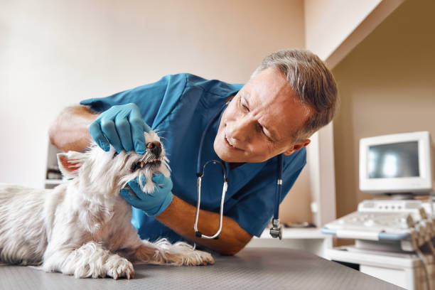 Best Same-Day Emergency Dentist in Thompson, ND